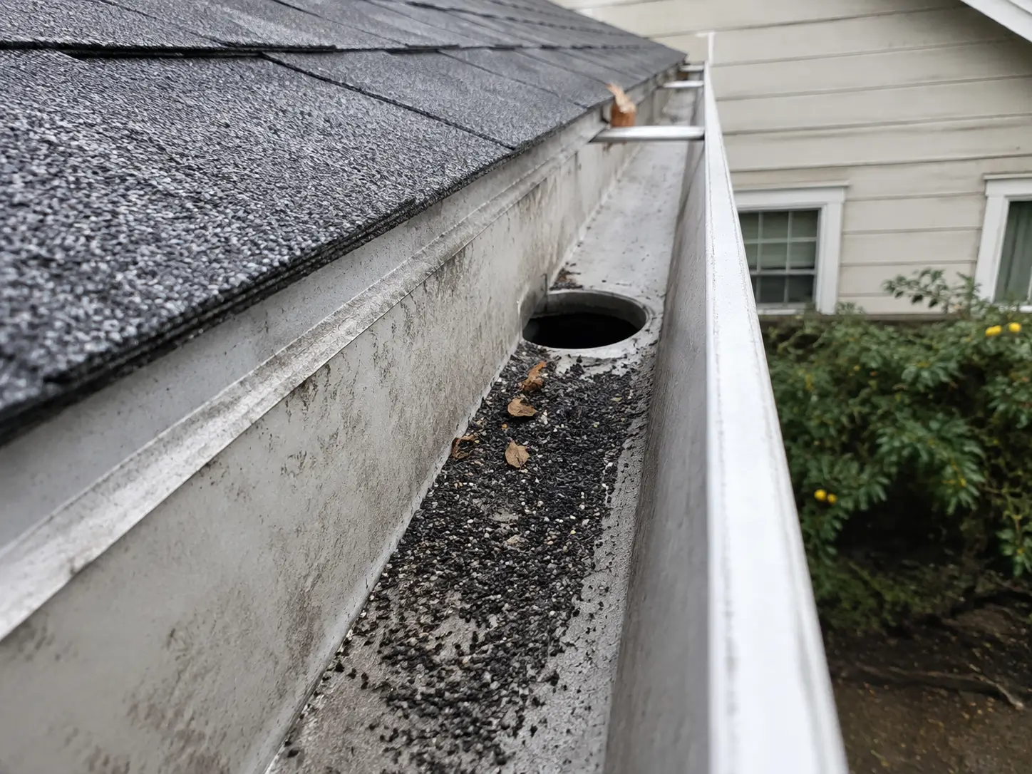 Loose asphalt shingle granules collected beside a downspout opening in a residential rain gutter.