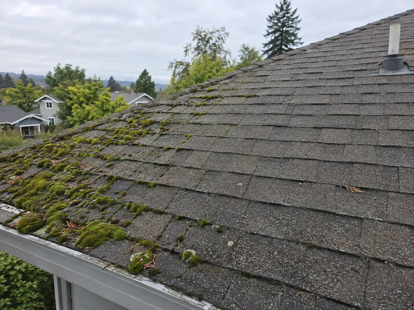 Moss growing along shaded asphalt shingles on a residential Bay Area roof.
