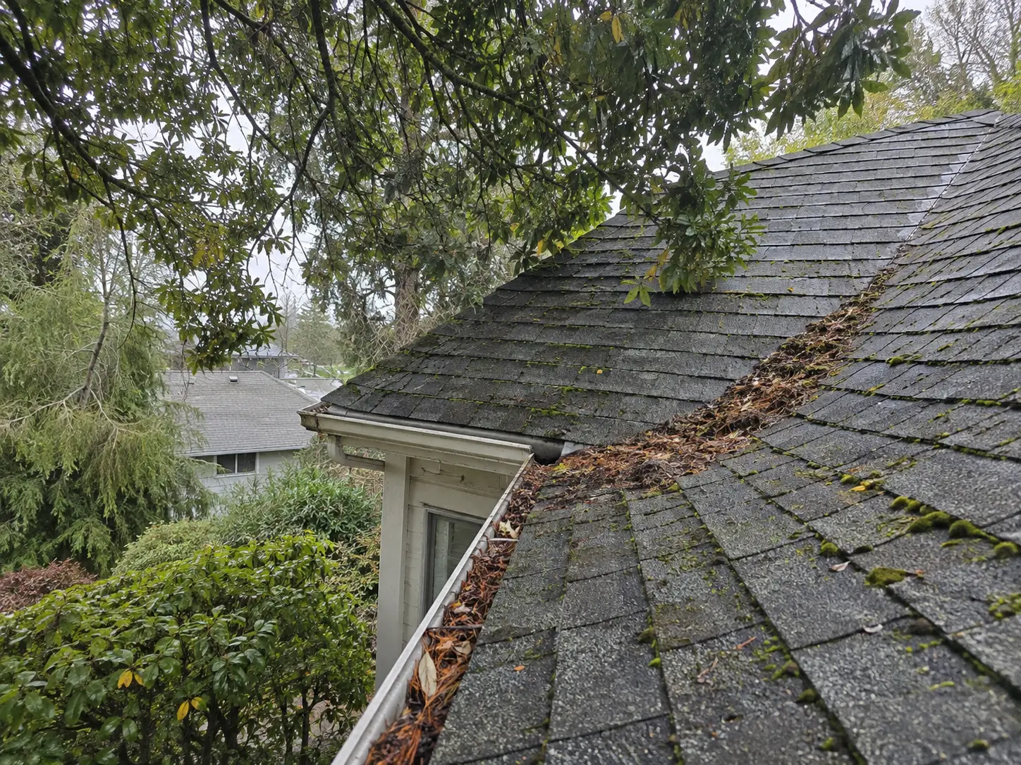 Shaded asphalt roof beneath overhanging trees with damp debris and early moss growth.